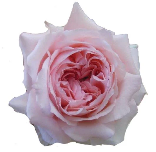Princess Garden Roses
